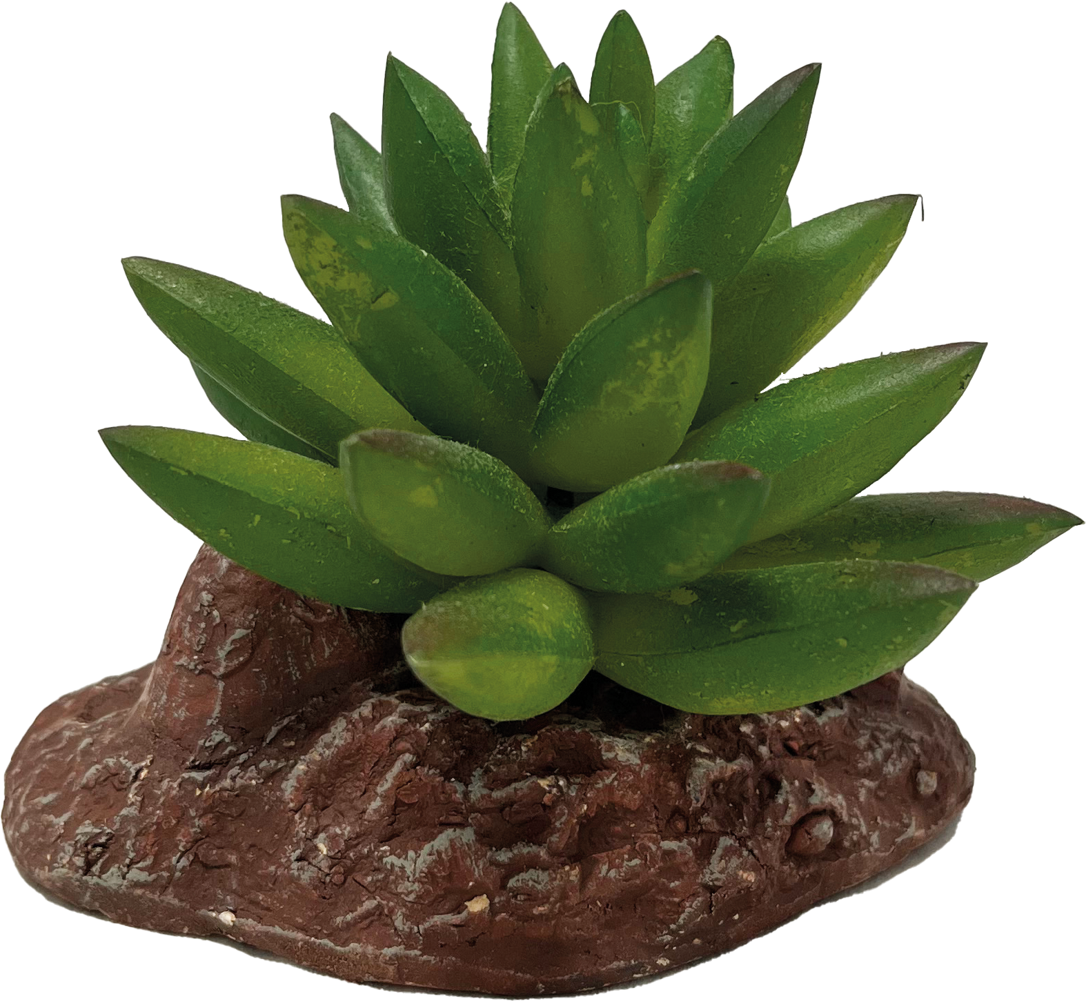 AquaDistri - Repto Plant Aloes