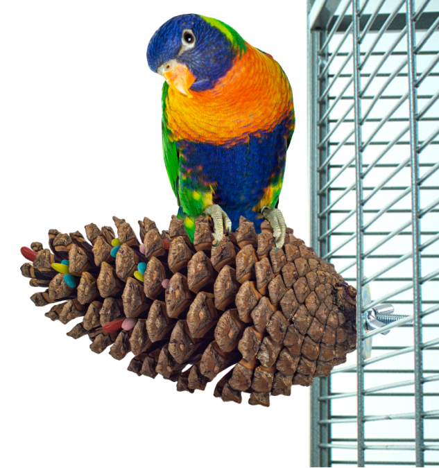 Back Zoo Nature - Foraging Pinecone