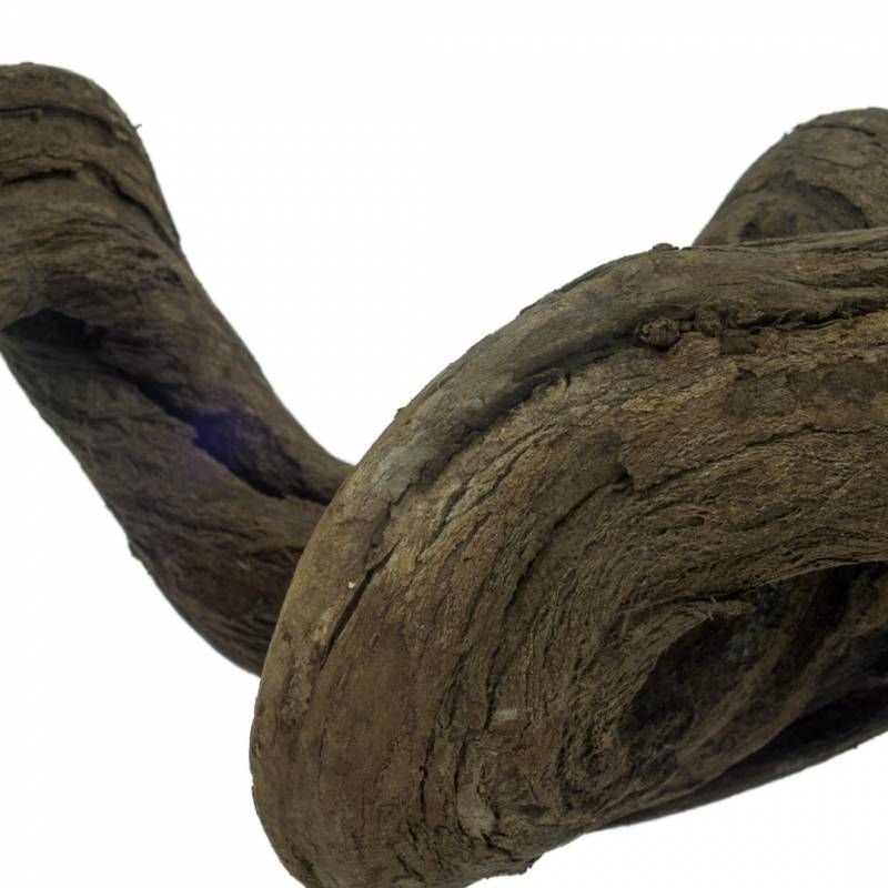 Back Zoo Nature Liaan Snakewood ca. 100cm.