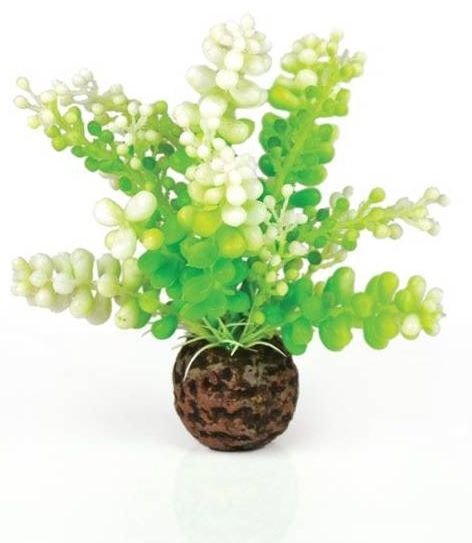 BiOrb Caulerpa Groen