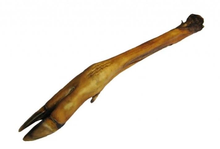 Bikkel - Hertenpoot Natuur