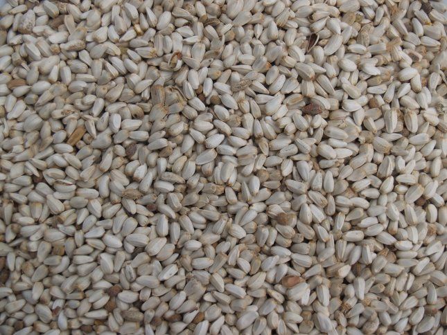 Cardy - Safloorpitten