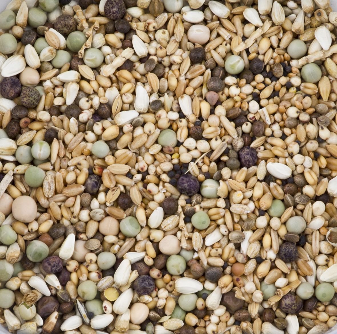 Dn Dovix Sierduiven Zonder Mais