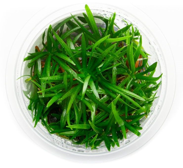 Easy Grow - 35 Helanthium Tenellum