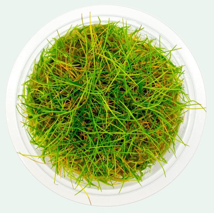 Easy Grow - 39 Eleocharis Acicularis