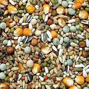 Garvo - G-spirits Rui (7003)