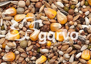 Garvo - Prestige Junior Vlieg (5586)