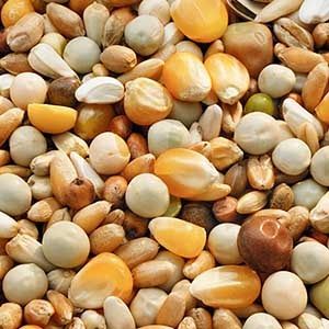 Garvo - Prestige Kweek (5582)