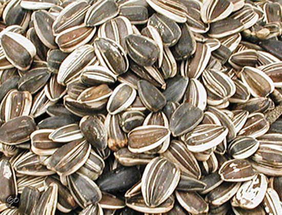 Gestreepte Zonnepit Groot