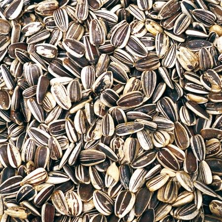 Gestreepte Zonnepit Klein