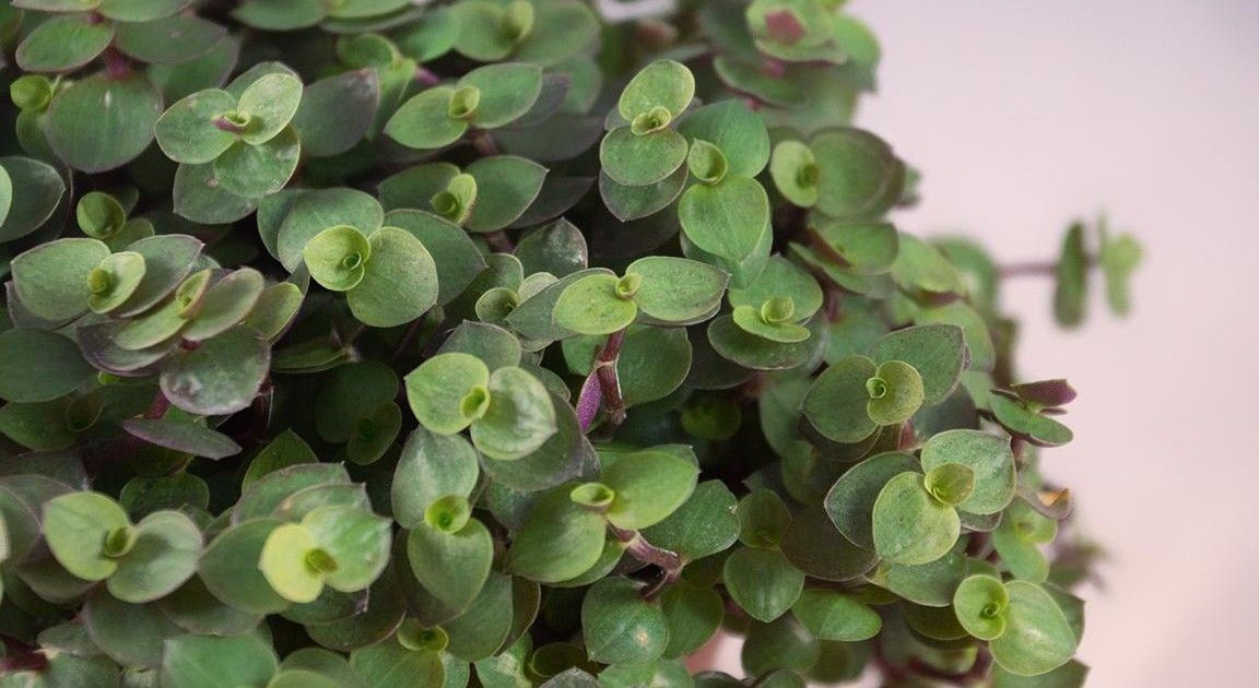 Golliwoog Plant In Pot