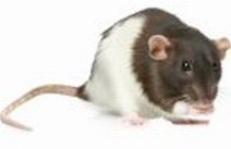 Ingevroren Rat Volwassen