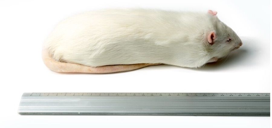 Ingevroren Rat XL Jumbo > 450g
