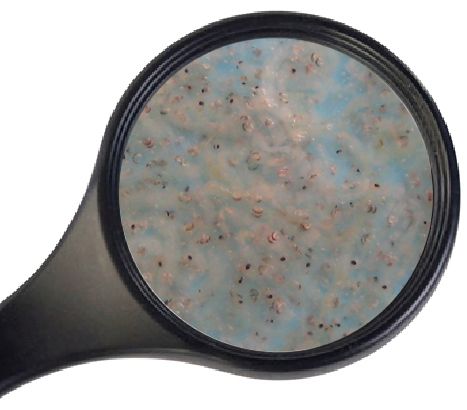 Levende Muggelarven Wit 90ml