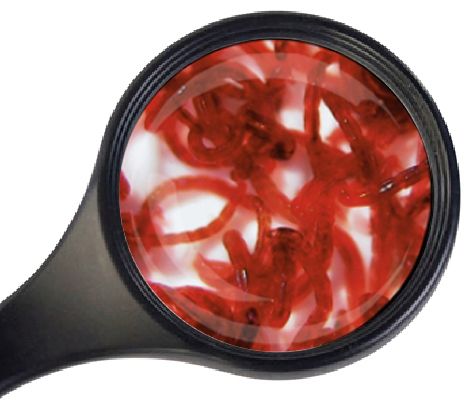 Levende Muggenlarven Rood 90ml