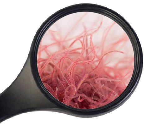 Levende Tubifex 90ml