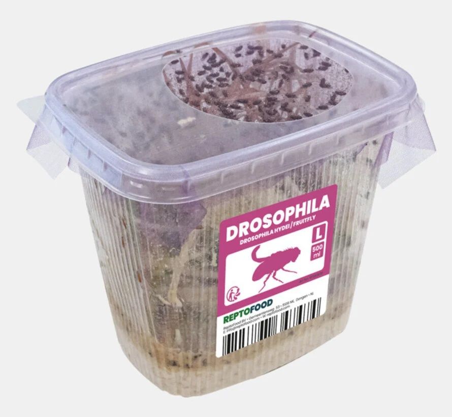 Repto Fruitvliegen groot