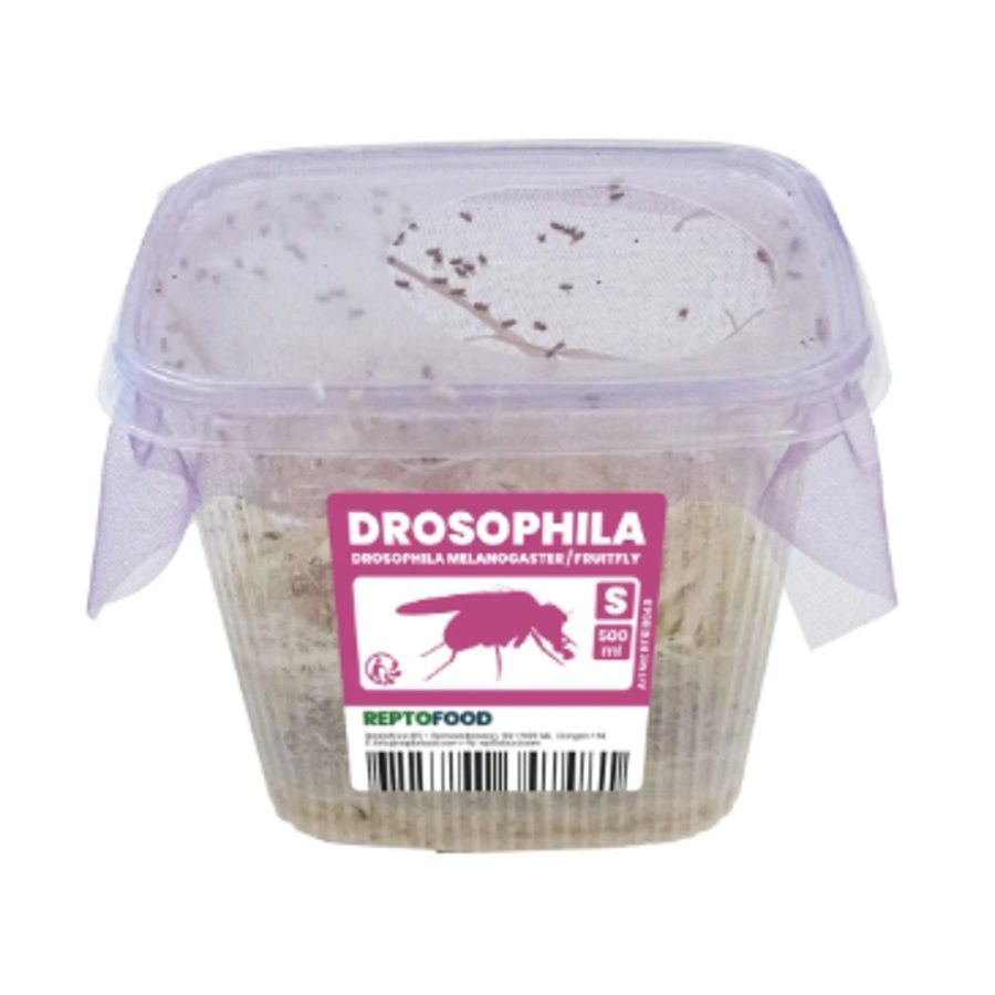 Repto Fruitvliegen klein