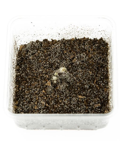 Repto Springstaartjes bakje