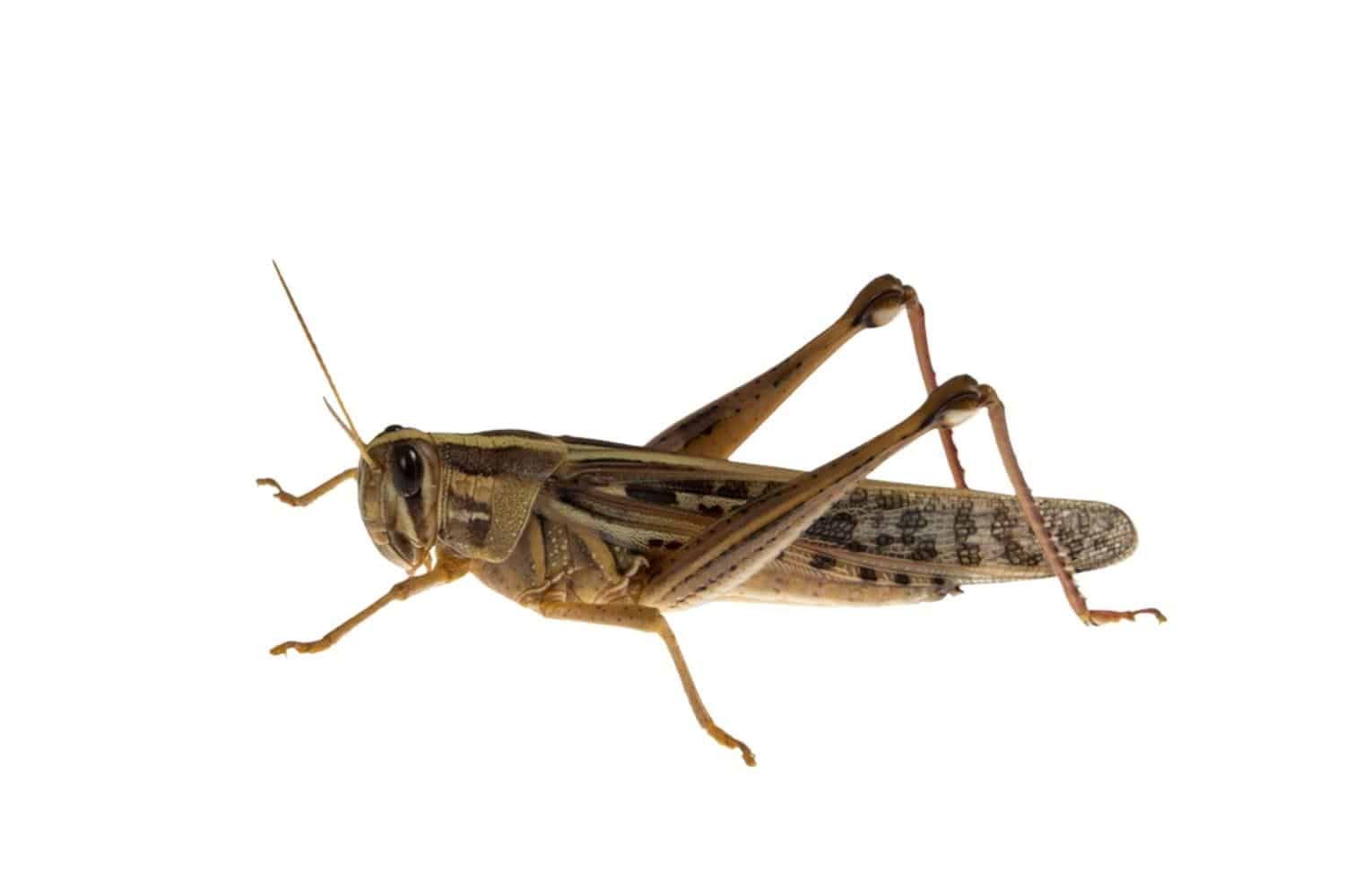 Repto Sprinkhanen