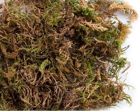 Sisal Fibre - Nestmateriaal Mos