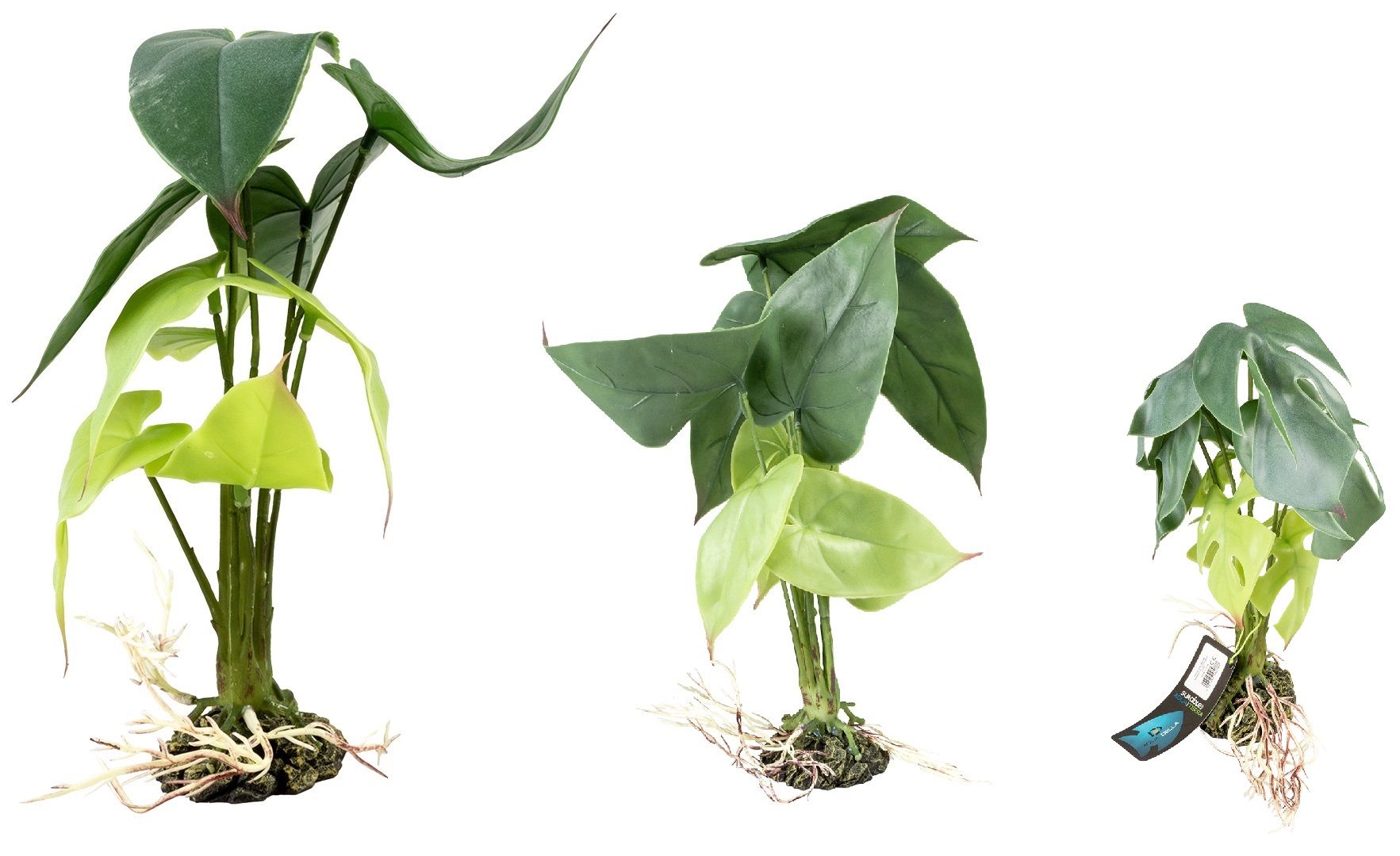 Terra Della -Alocasia Groen