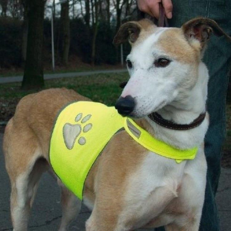 Veiligheidsvest Hond Reflecterend
