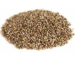 Wielink - Hennepzaad