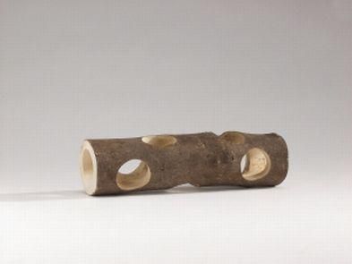 forest holle boomstam