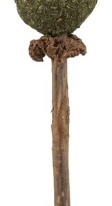 TRIXIE MATATABI LOLLY MET CATNIP