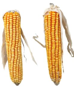 TRIXIE MAISKOLVEN MET BLAD