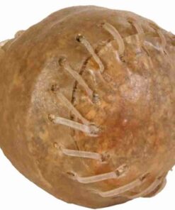 TRIXIE KAUWBAL GENAAID