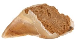 TRIXIE KAUWHOEF MET VULLING 115 G