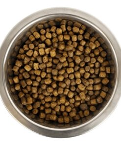 YOURDOG CHIEN FRANÇAIS BLANC ET ORANGE PUP