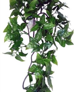 KOMODO PHILODENDRON PLANT