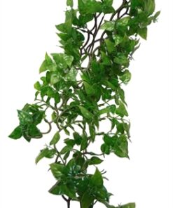 KOMODO PHILODENDRON PLANT