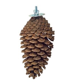 BACK ZOO NATURE FORAGING PINE CONE